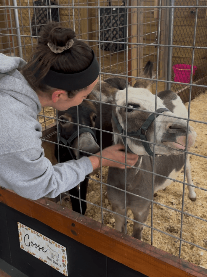 Petting zoo with mini donkeys