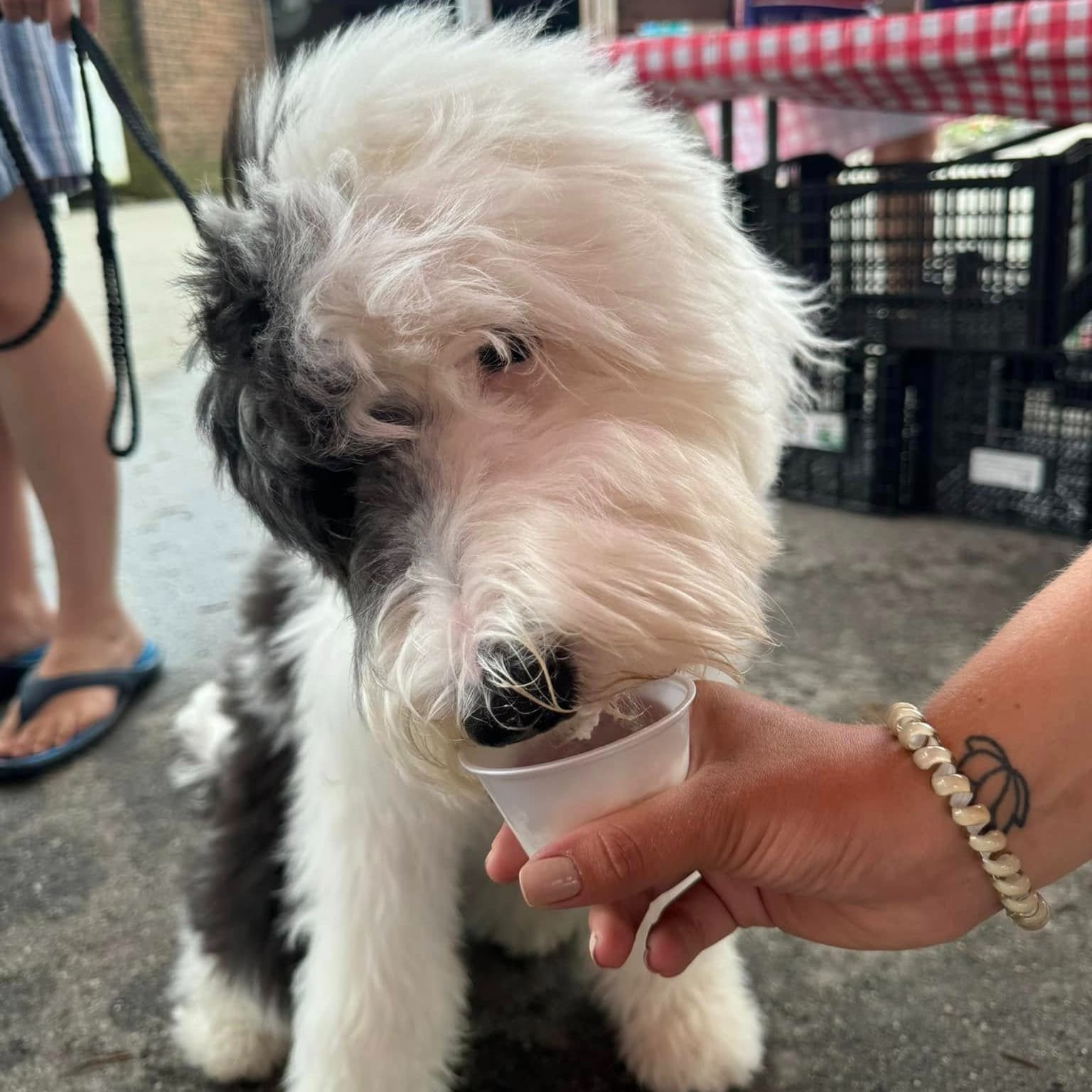 Dog Days of Summer