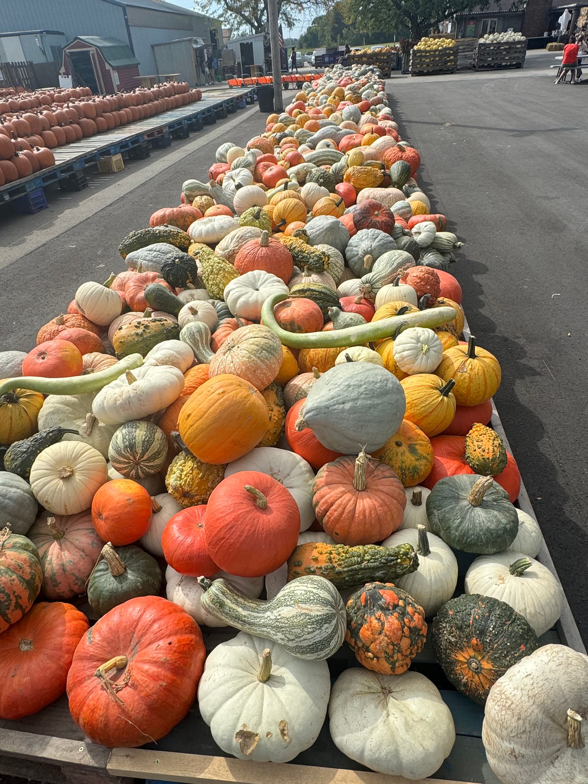 Pumpkins