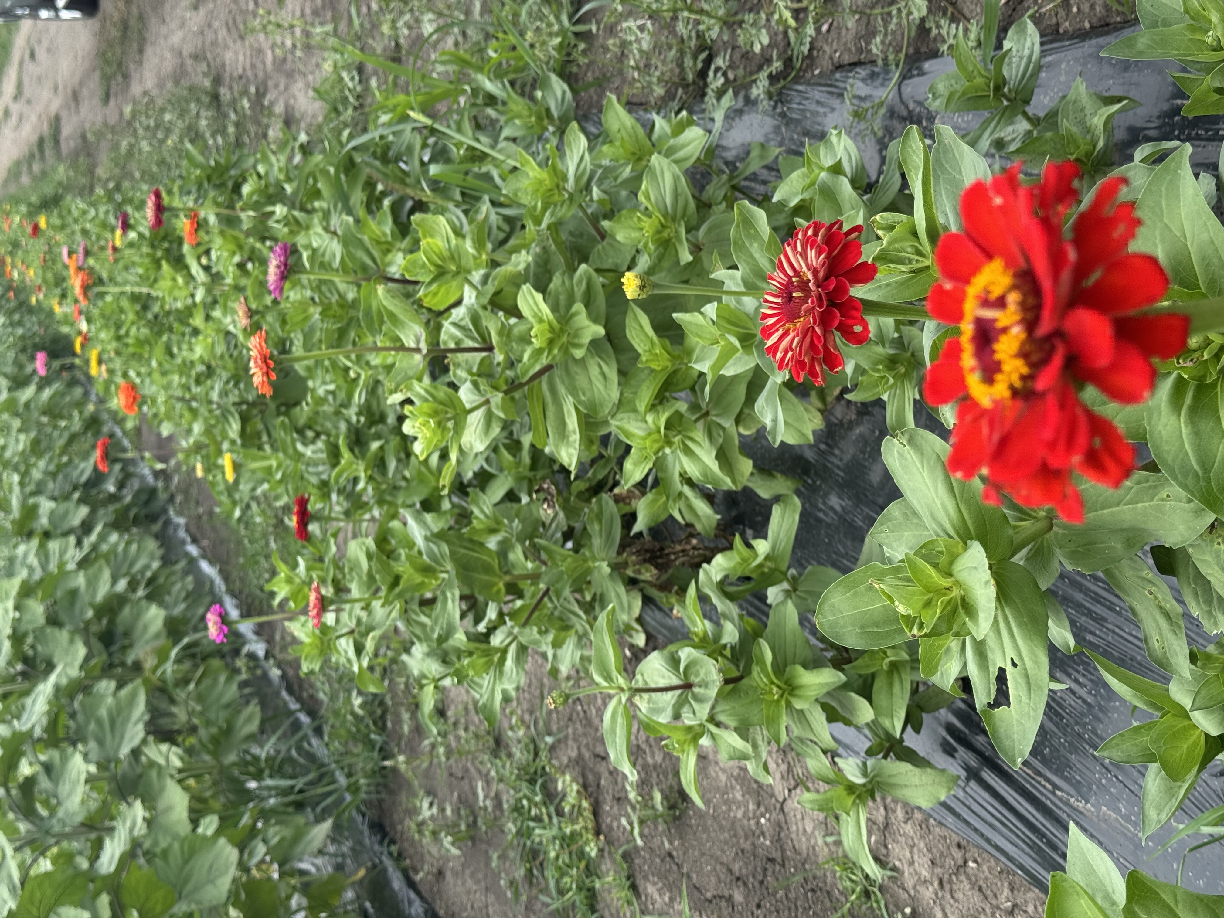 An Evening in the Zinnias